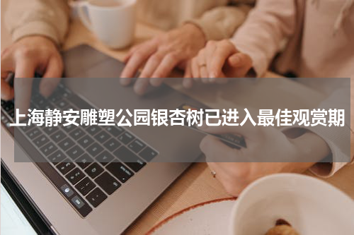 上海静安雕塑公园银杏树已进入最佳观赏期