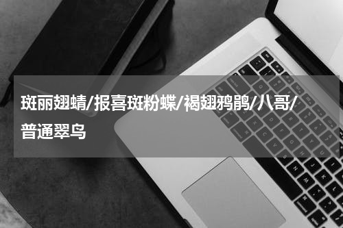 斑丽翅蜻/报喜斑粉蝶/褐翅鸦鹃/八哥/普通翠鸟