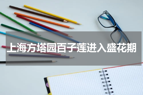 上海方塔园百子莲进入盛花期
