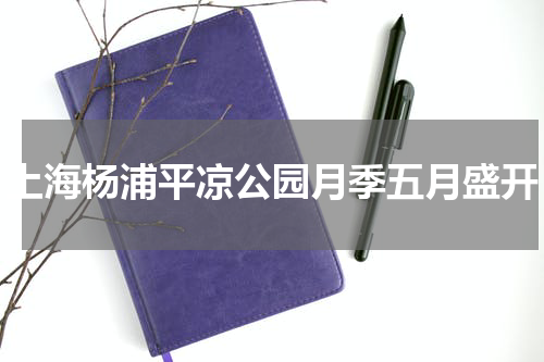上海杨浦平凉公园月季五月盛开