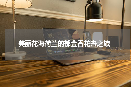  美丽花海荷兰的郁金香花卉之旅