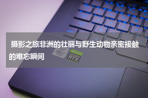 摄影之旅非洲的壮丽与野生动物亲密接触的难忘瞬间