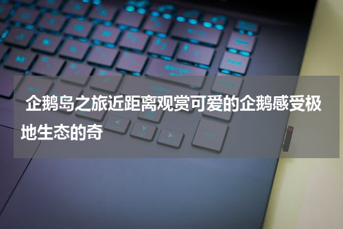  企鹅岛之旅近距离观赏可爱的企鹅感受极地生态的奇